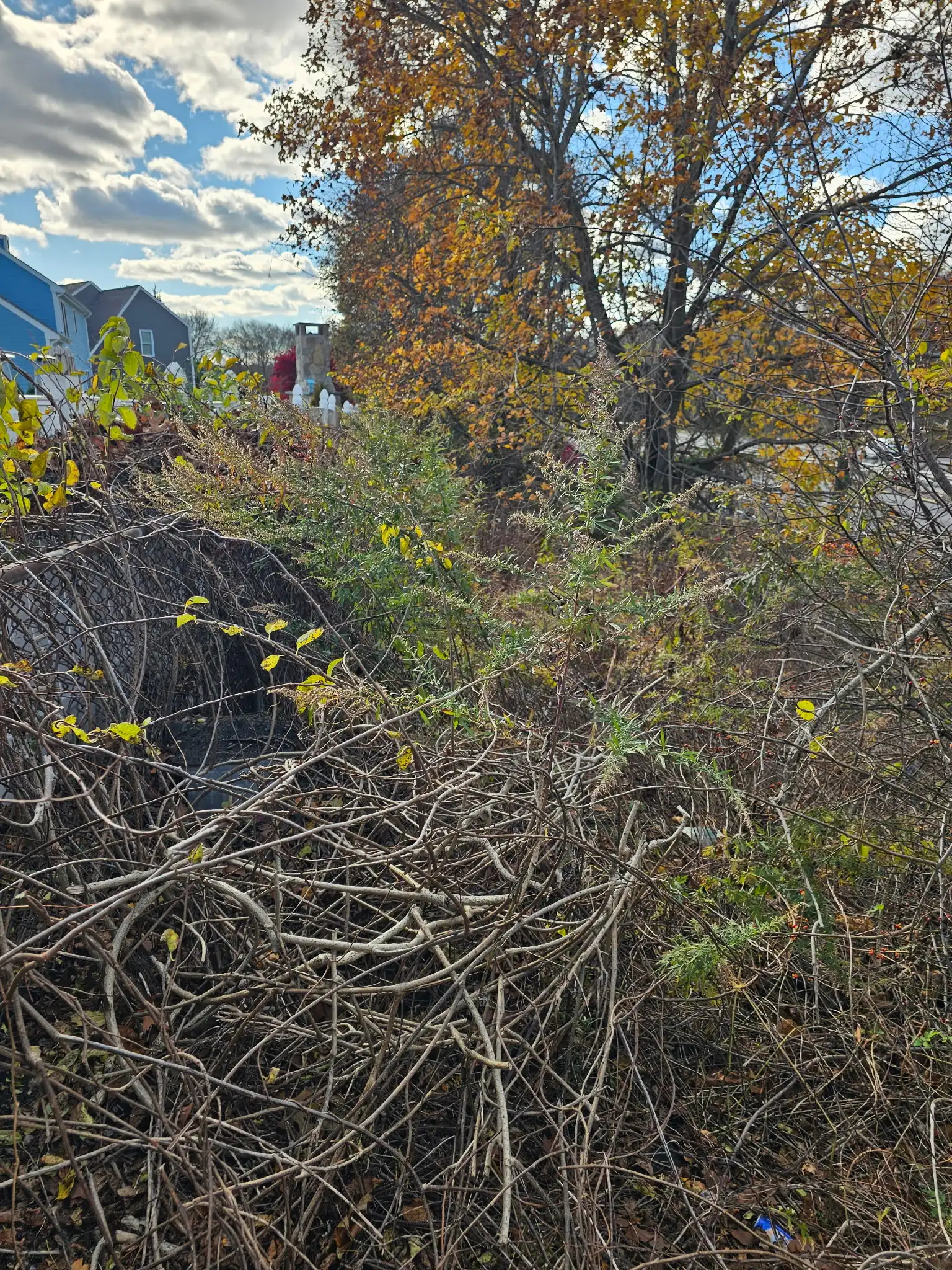 Overgrown yard clearing in South Coast Massachusetts